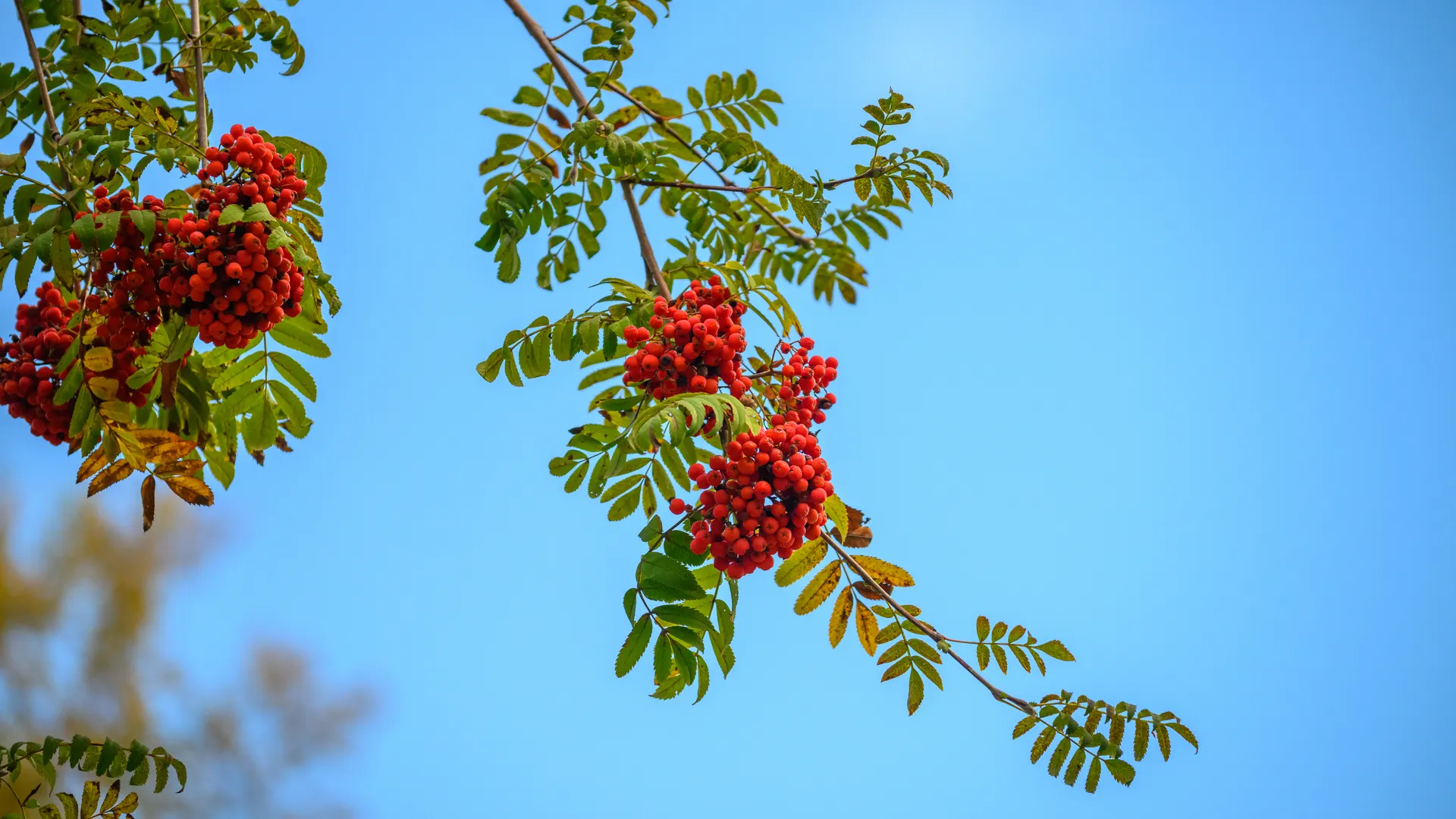 Раменский городской парк культуры и отдыха. Осень