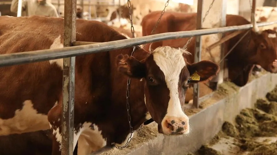 Фото: Раменский медиацентр