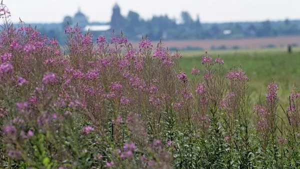 «Желтый» уровень опасности объявили в столичном регионе на 12 августа