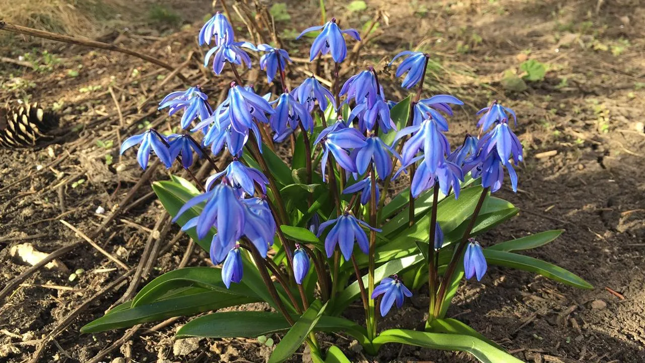 Андрей Синцов