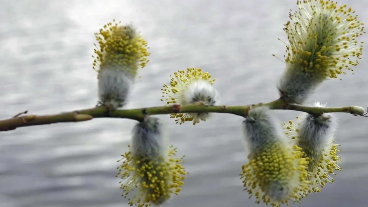 Фото: Комитет лесного хозяйства Московской области
