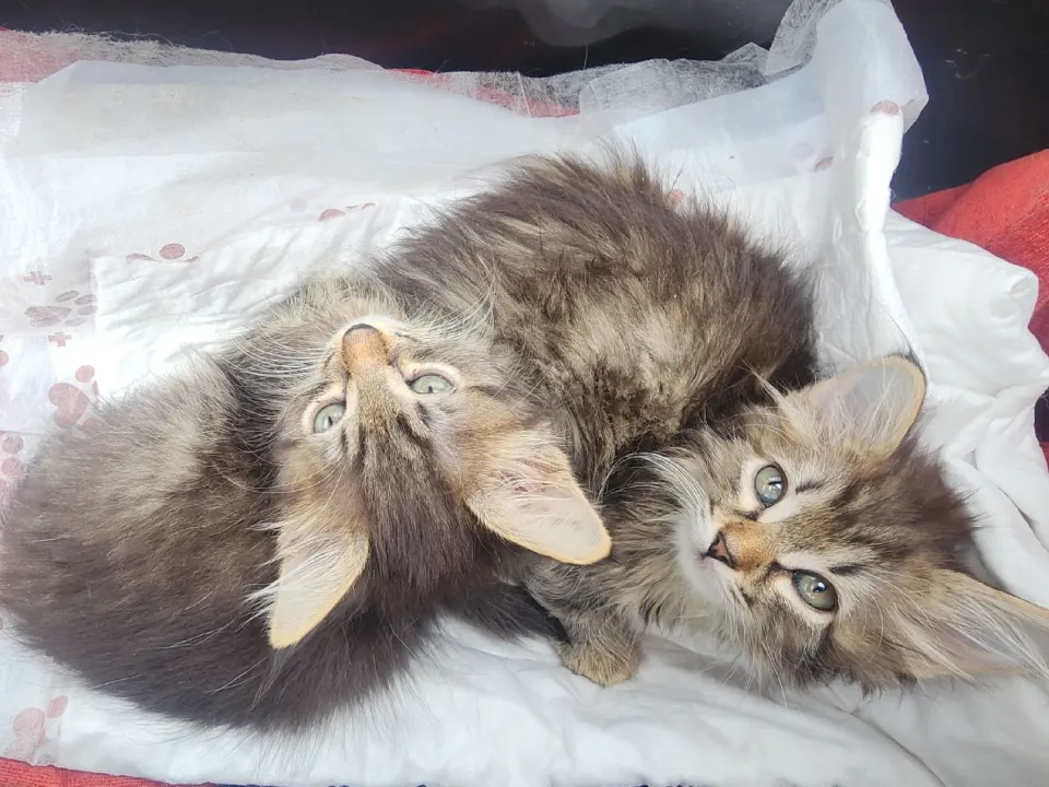 Фото: МедиаБанк Подмосковья/Хавива Фонина