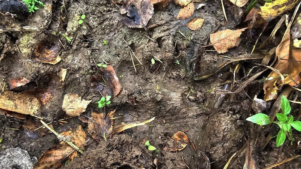 Фото: t.me/kubinkatoday