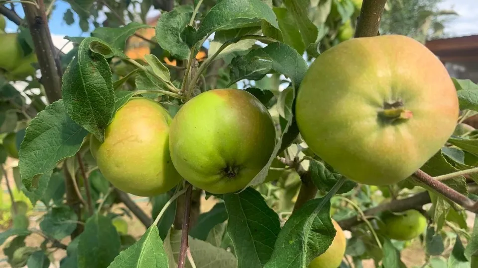 Фото: Анастасия Завертайло