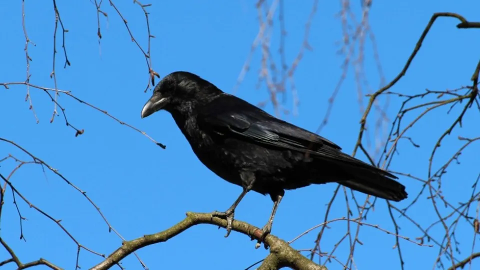 Фото: pxhere.com