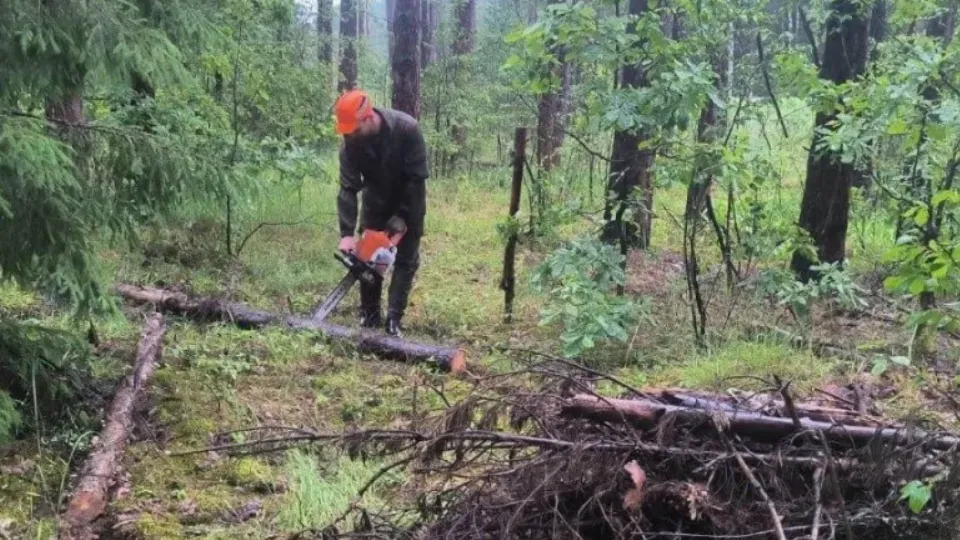 Фото: Комитет лесного хозяйства Московской области