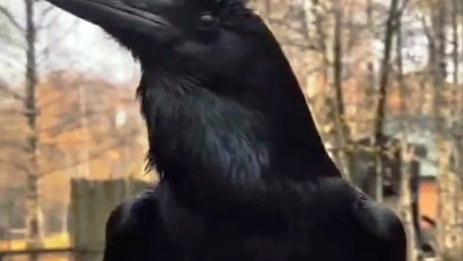 Фото: зоостудия «Ковчег»