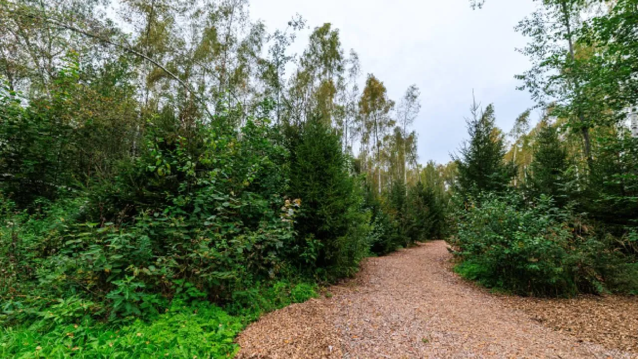 «Он сам приплыл по Оке»: исцеляющий от недугов синий камень предлагают найти туристам в Подмосковье