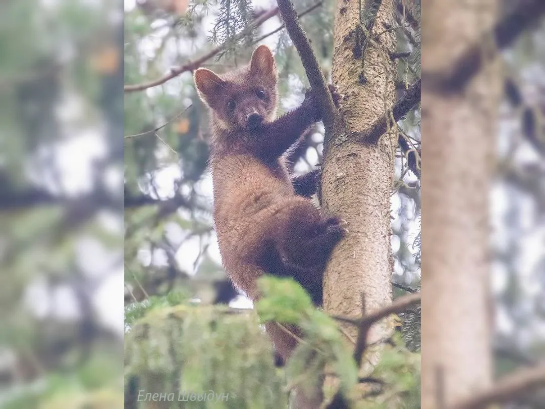 Фото: личный архив Елены Швыдун