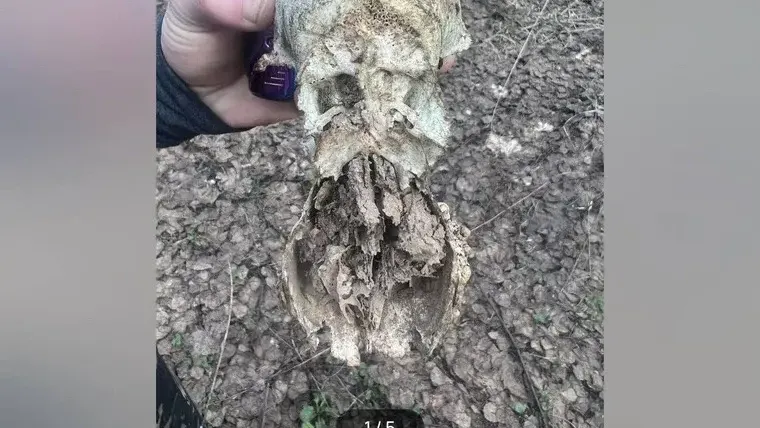 Житель Екатеринбурга выставил на продажу череп инопланетянина за 1,5 млн рублей