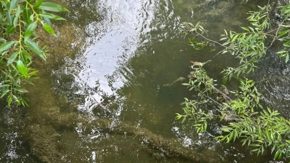 Фото: t.me/konchura_sp