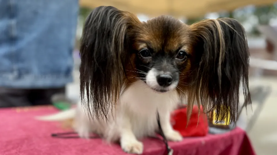 Фото: МедиаБанк Подмосковья/Анна Тюрюмина