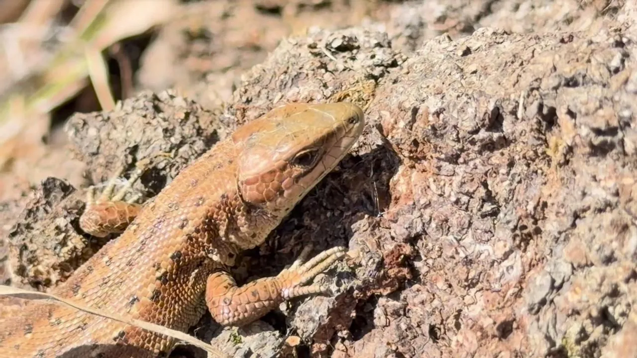 национальный парк «Лосиный Остров»