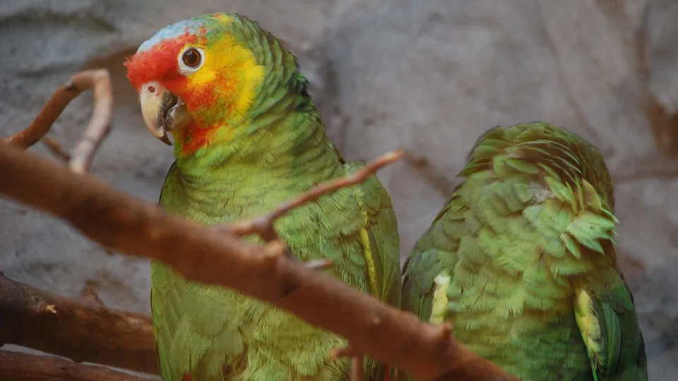 Фото: freepik.com