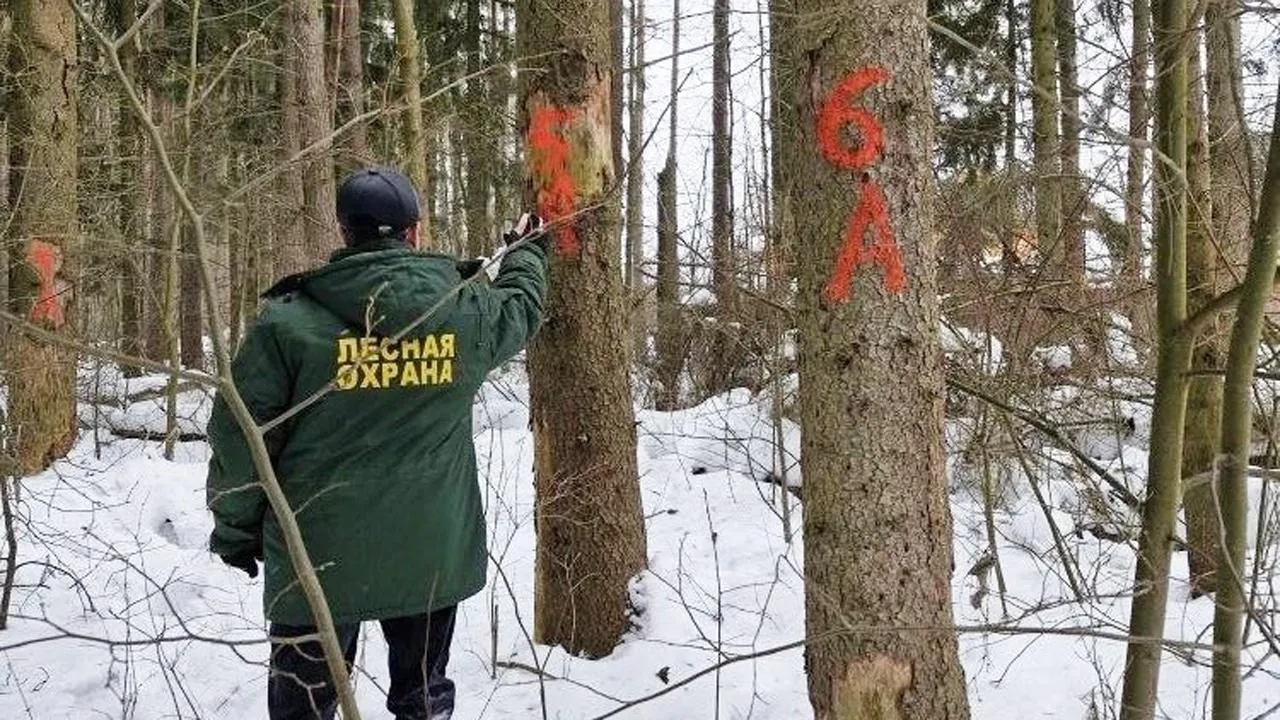 Звенигородский филиал ГАУ МО «Мособллес»
