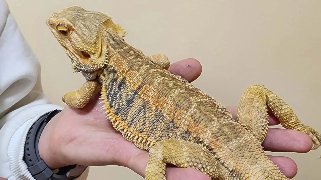 МедиаБанк Подмосковья/Валентина Максимова