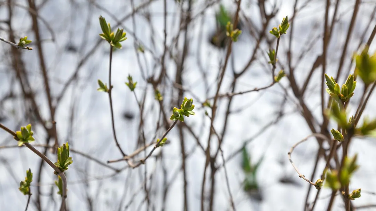 медиасток.рф