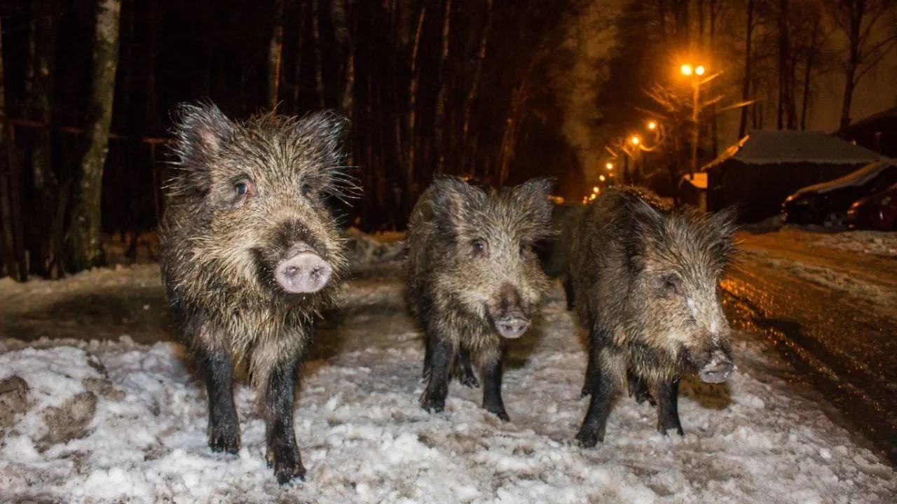 Фото из соцсетей