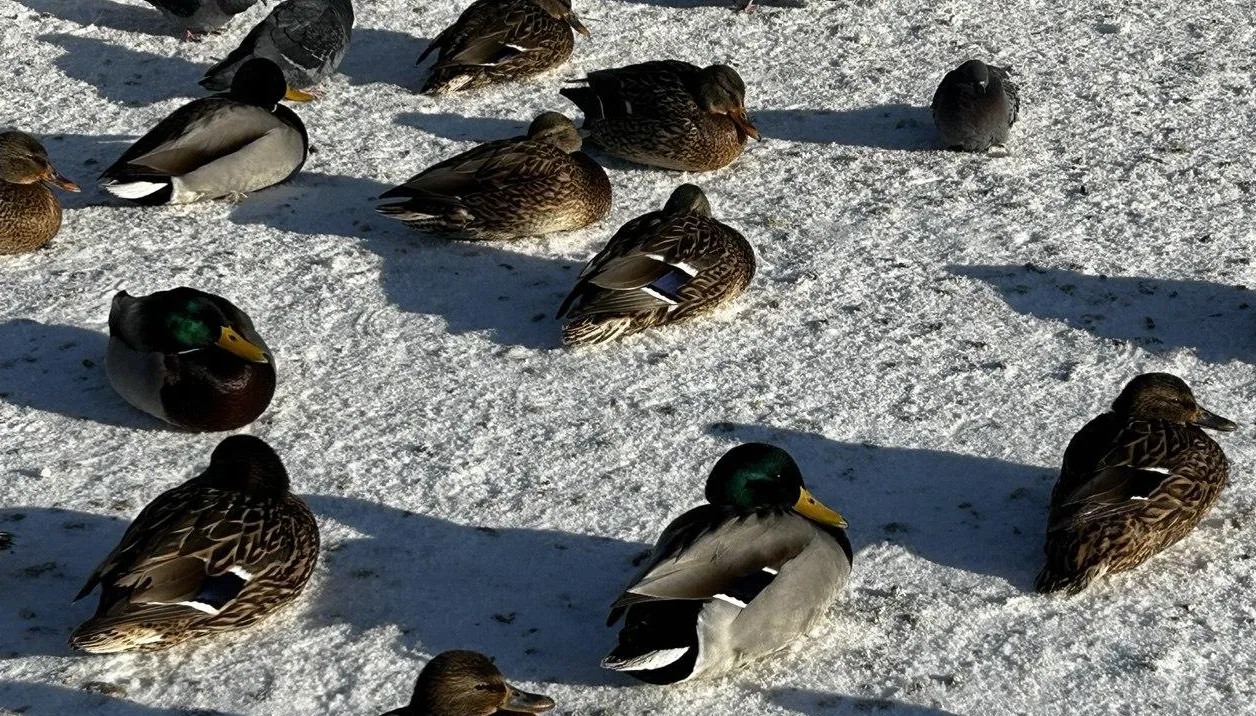 пресс-служба администрации Наро-Фоминского г.о.