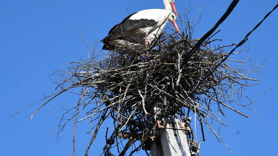 Фото: МедиаБанк Подмосковья/Владимир Останин