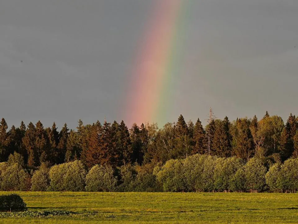 Фото: t.me/kanary_88