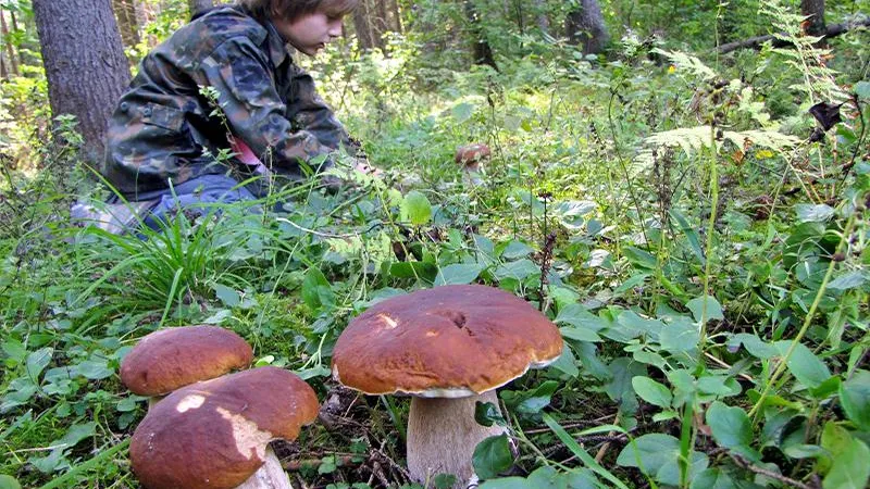В лесах Подмосковья пошли подосиновики, подберезовики и боровики: где их собирать?