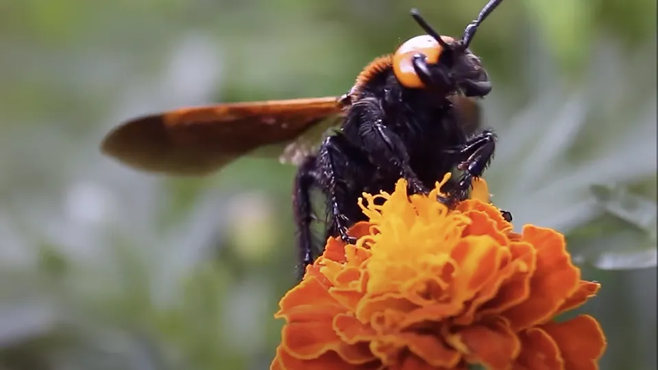 Фото: youtube.com/Mihail Petrovich Nyzhnikov