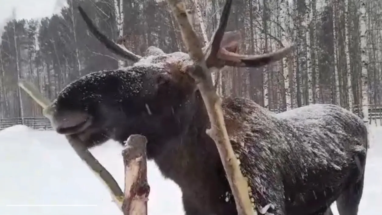 Фото: Социальные сети