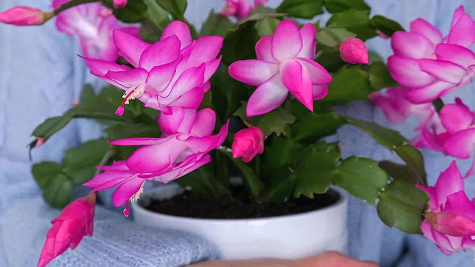 Фото: istockphoto.com/Elena Grishina