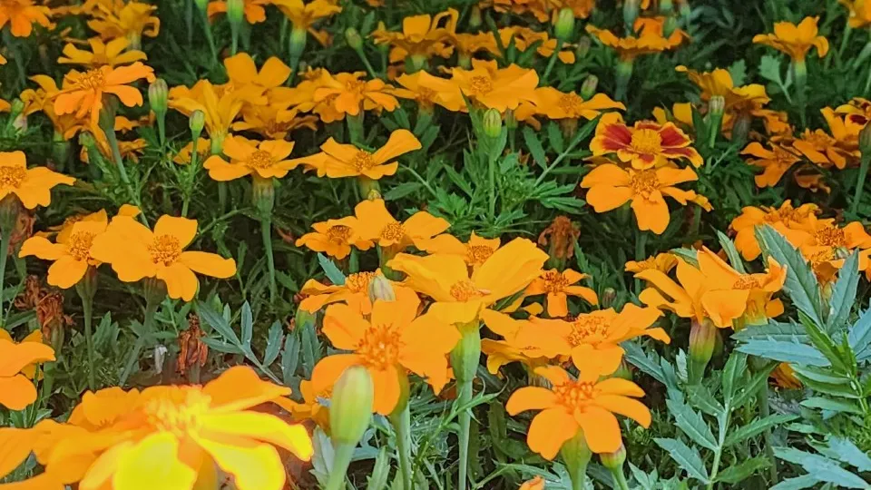 Фото: МедиаБанк Подмосковья/Роман Савельев