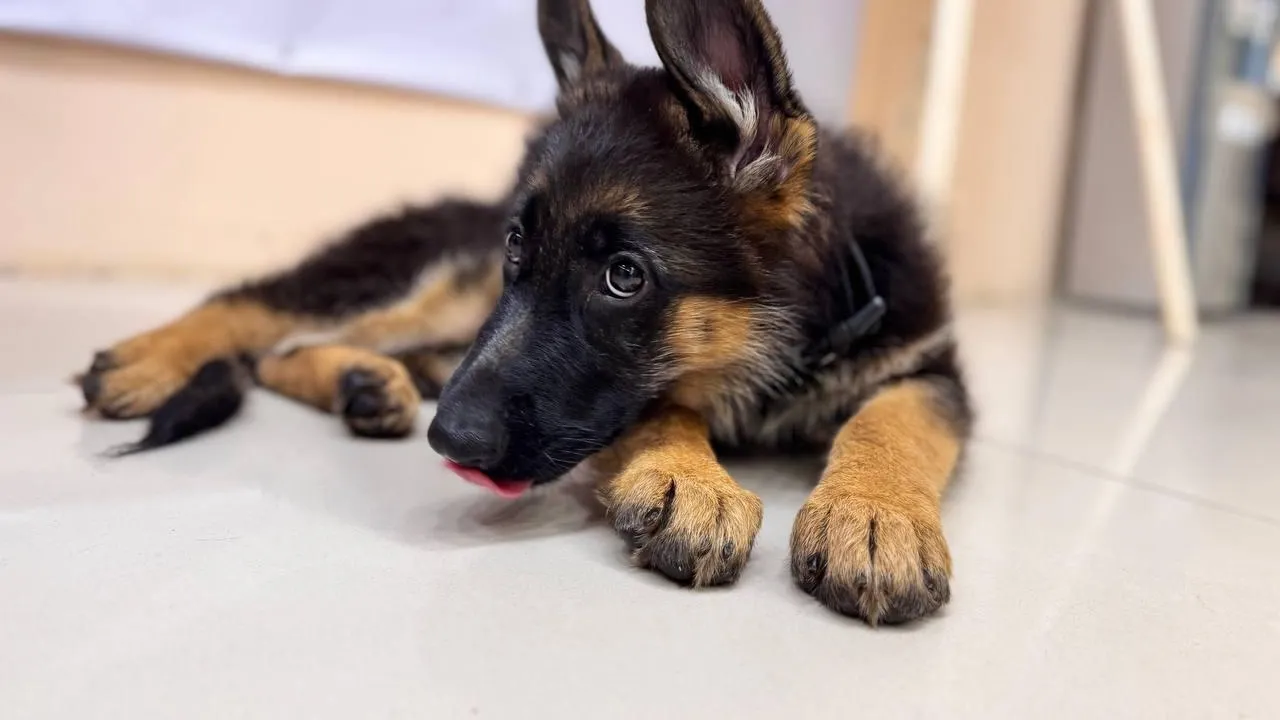 Фото: пресс-служба администрации г.о. Солнечногорск