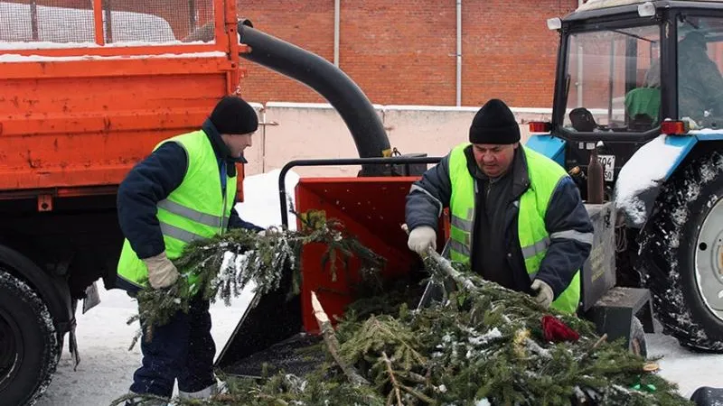 Шестнадцать кубометров ненужных елок собрали в Люберцах