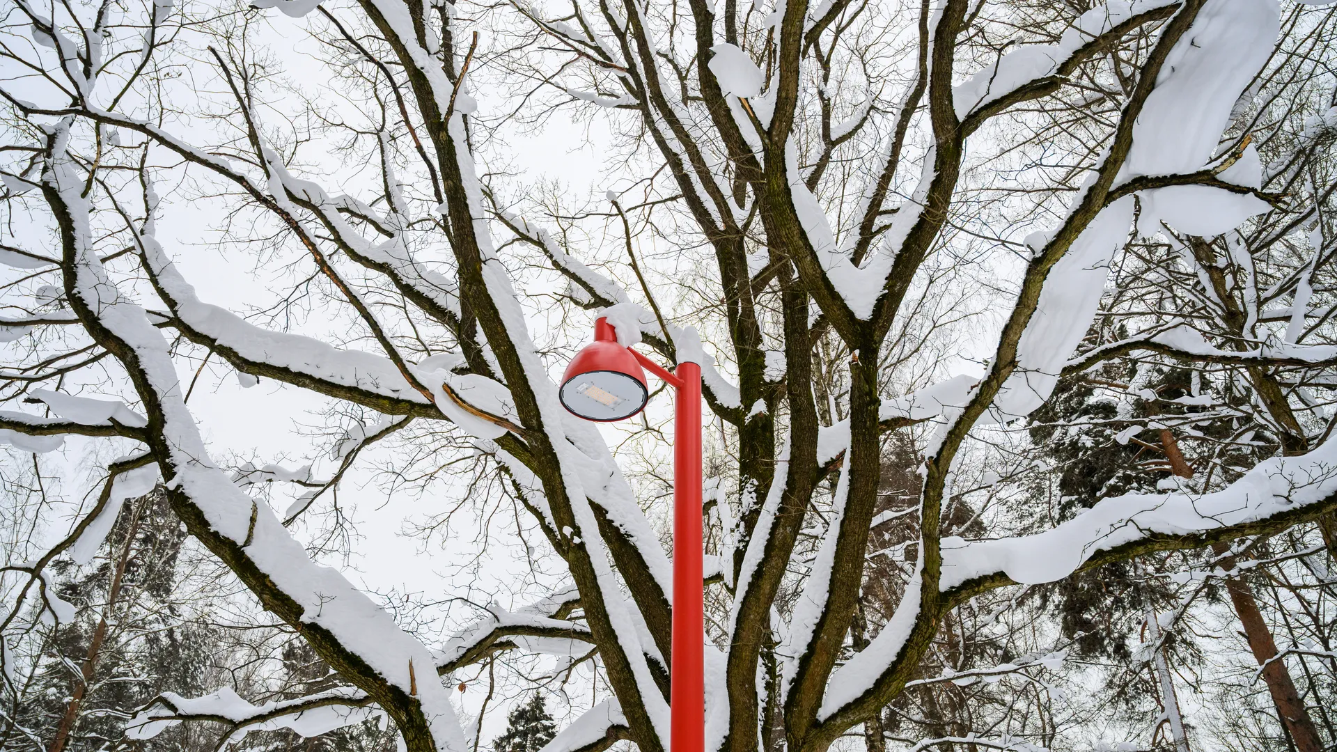 Снежные «трусы» для деревьев: новый зимний флешмоб захватил Подмосковье