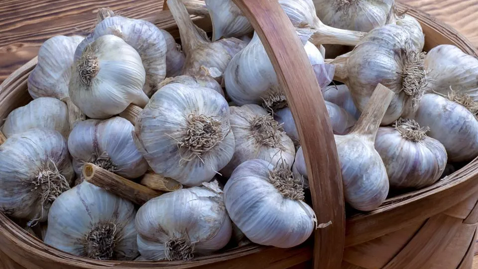 Фото: istockphoto.com/elf911