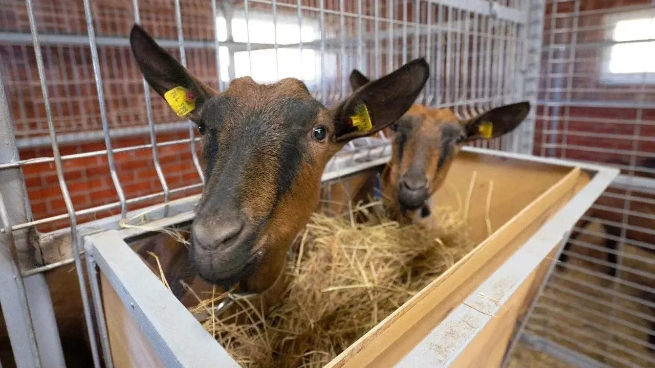 Фото: Пресс-служба Минсельхозпрода МО