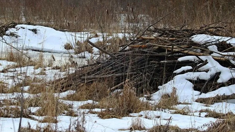 Природоохранный фонд «Верховье»