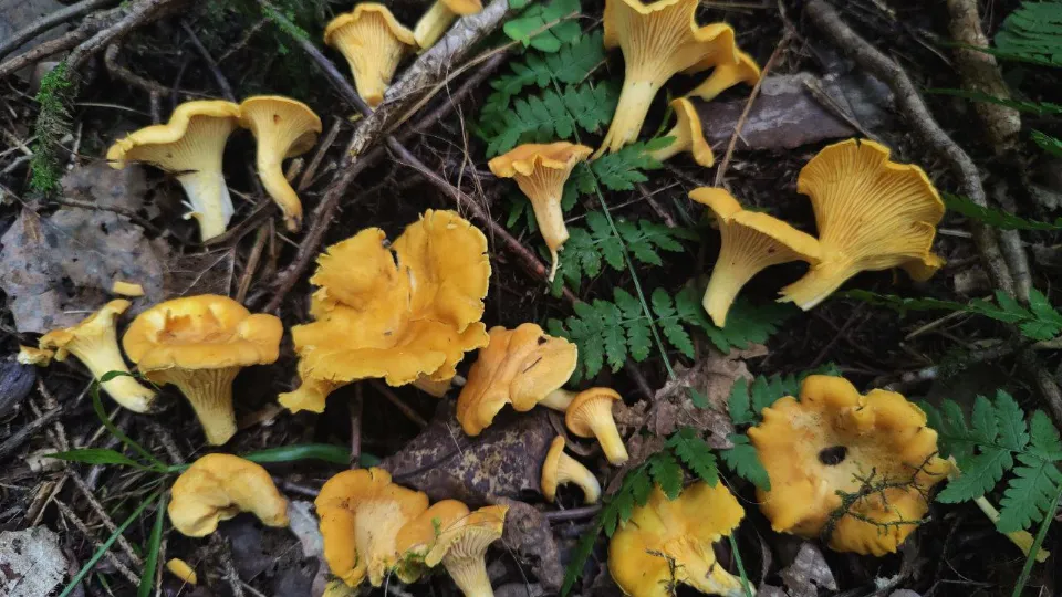 Фото: МедиаБанк Подмосковья/Владимир Киселев