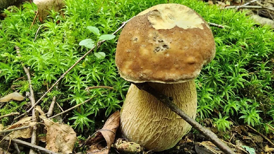 Фото: МедиаБанк Подмосковья/Мария Панина