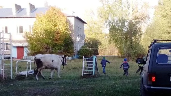 Агрессивная буренка нападает на детей в Шатуре