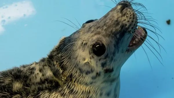 Маленький тюлень гулял по улице ямальского поселка