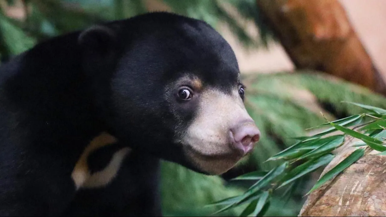 пресс-служба Департамента культуры города Москвы