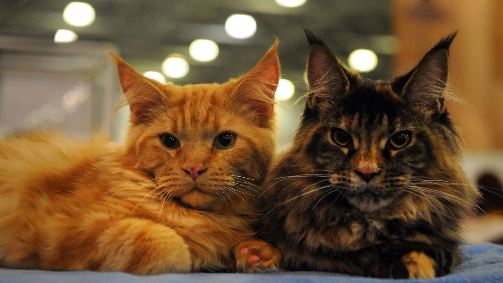 медиасток.рф