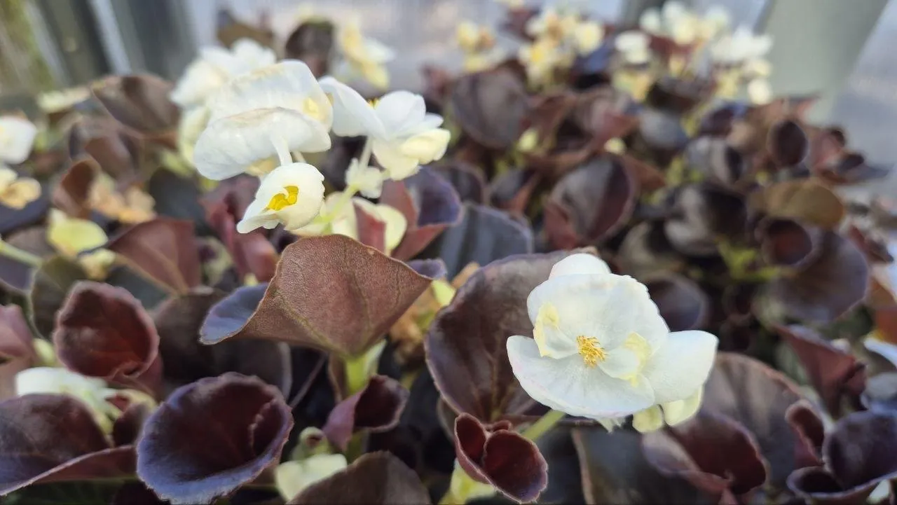 администрация городского округа Дубна