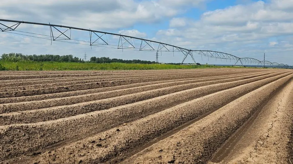 Фото: АО «ОСП агро»