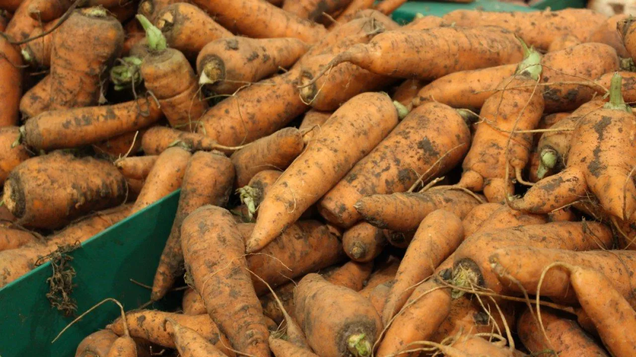 Фото: REGIONS/Анастасия Широкая