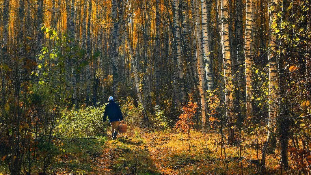 В подмосковных лесах в октябре заблудилось 50 человек