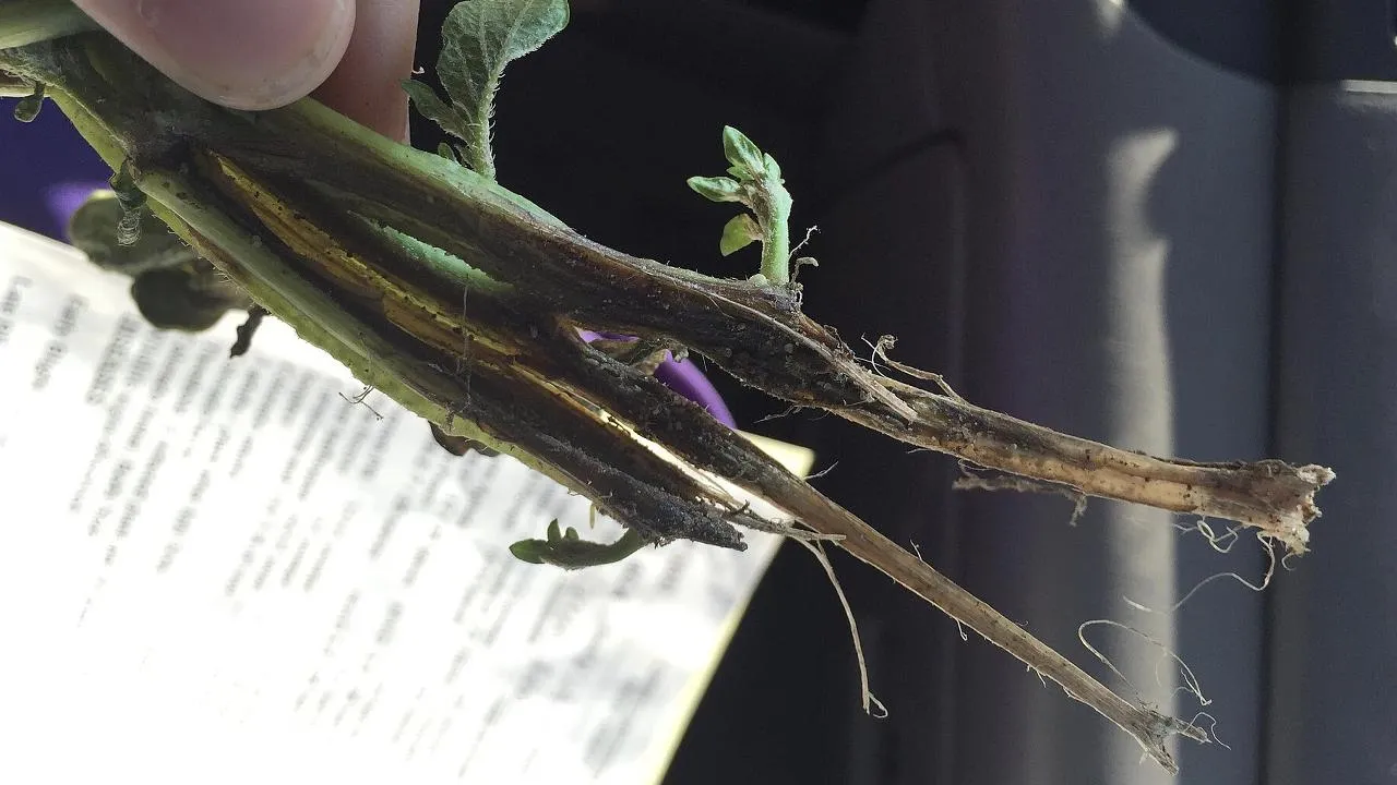 сommons.wikimedia/Jspychalla