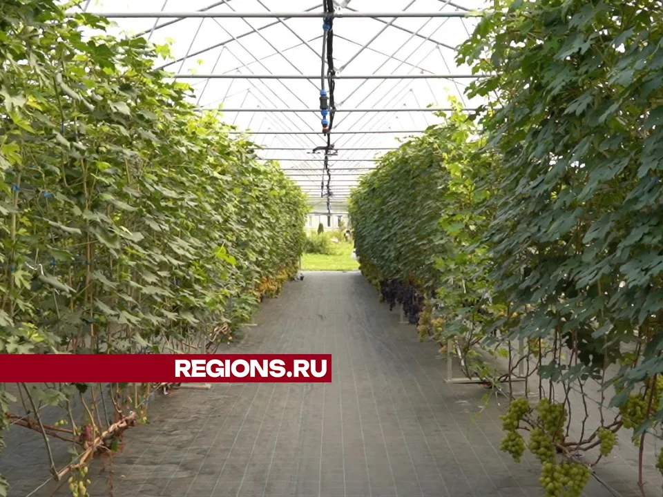 Фото: Юлия Андросова