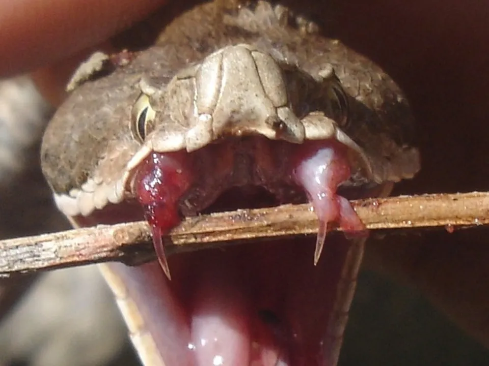 Фото: сommons.wikimedia/Pepp.cristiano