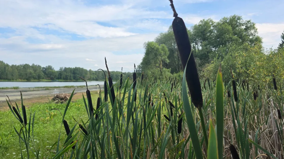 Фото: МедиаБанк Подмосковья/Марина Анисимова